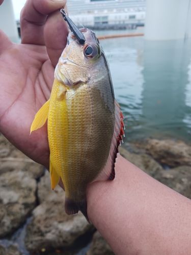 沖縄本島