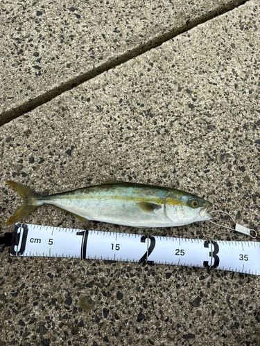 コゾクラの釣果