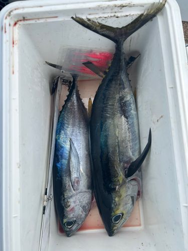 キハダマグロの釣果