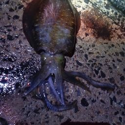 アオリイカ