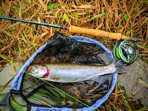 ニジマスの釣果