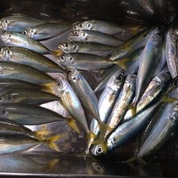 アジ