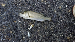 セイゴ(マルスズキ)の釣果