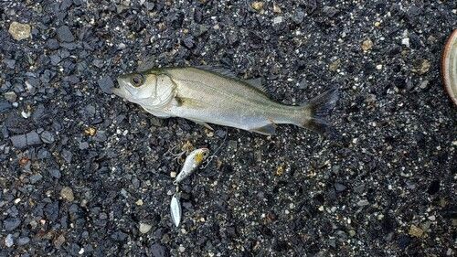 セイゴ（マルスズキ）の釣果