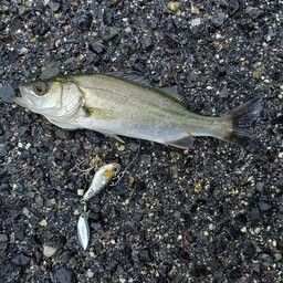 セイゴ(マルスズキ)