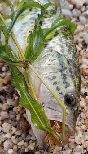 ブラックバスの釣果