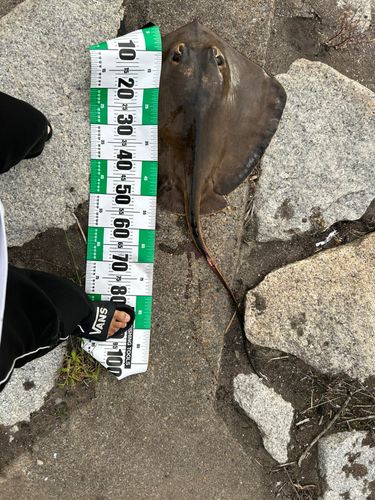 アカエイの釣果