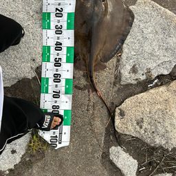 アカエイ