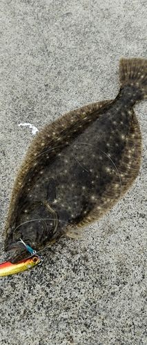 ヒラメの釣果