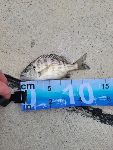 ハゼの釣果
