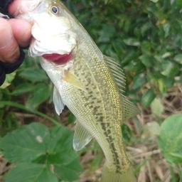 ラージマウスバス