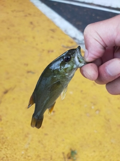 スモールマウスバスの釣果