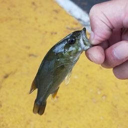 スモールマウスバス