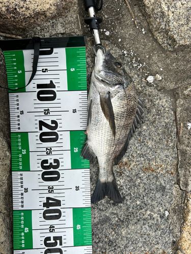チヌの釣果