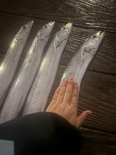 タチウオの釣果