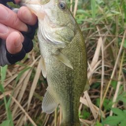 ラージマウスバス