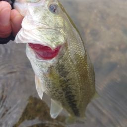 ラージマウスバス