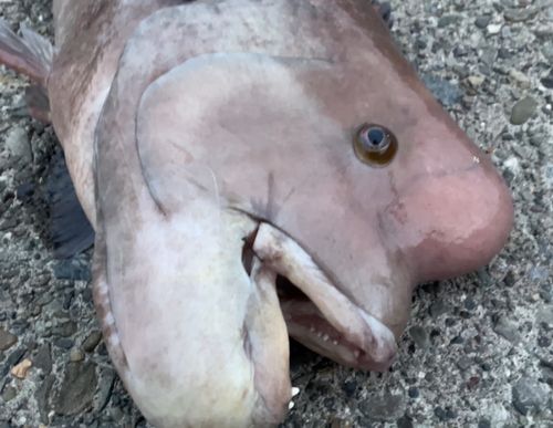 コブダイの釣果