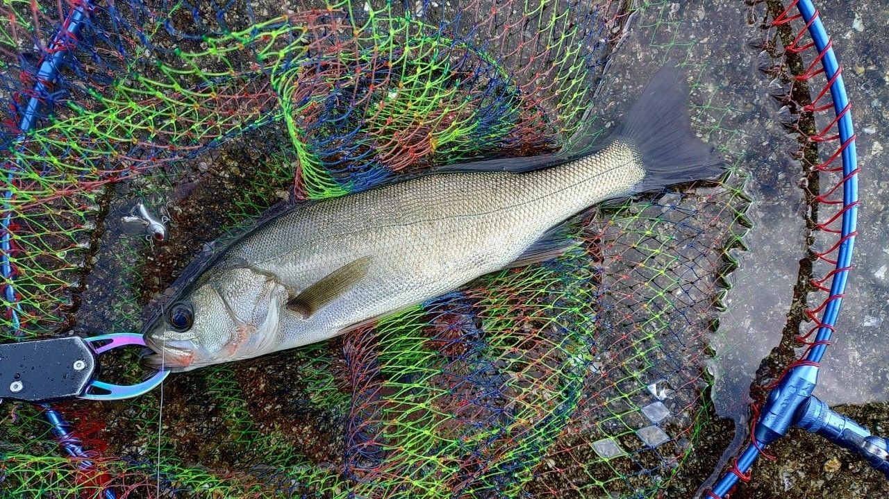 tailwalk マイクロショアジギング SSD 89の最安値・インプレ・釣果