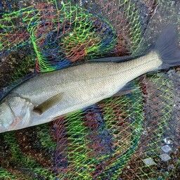 セイゴ(マルスズキ)