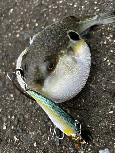 フグの釣果