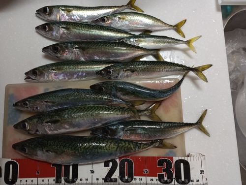 サバの釣果