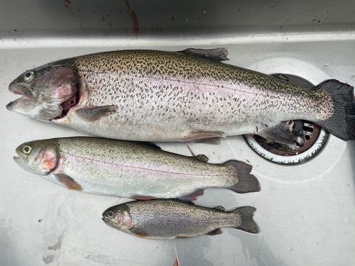 ニジマスの釣果