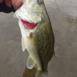 ラージマウスバス