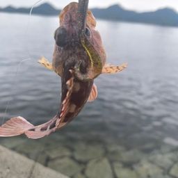カサゴ