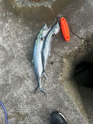 サゴシの釣果