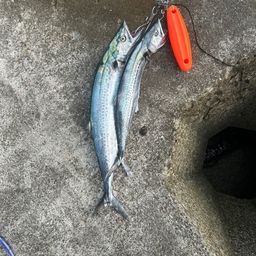 サゴシ