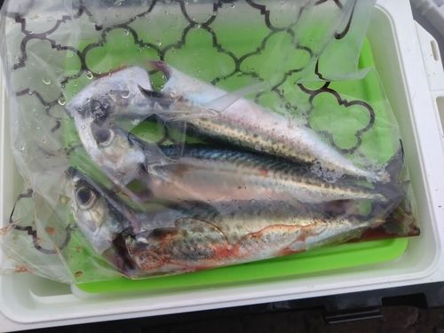 サバの釣果