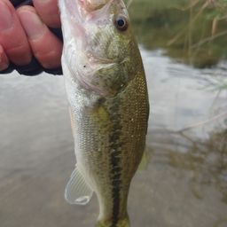 ラージマウスバス