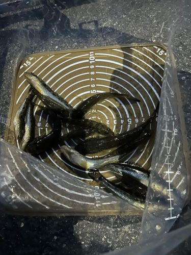 ハゼの釣果