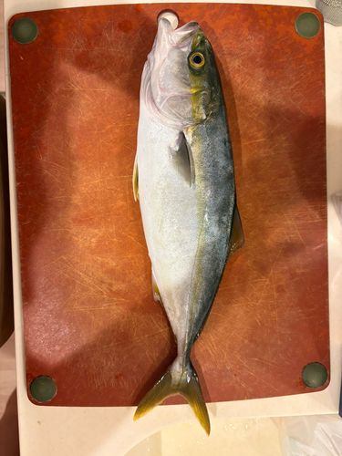ワカシの釣果