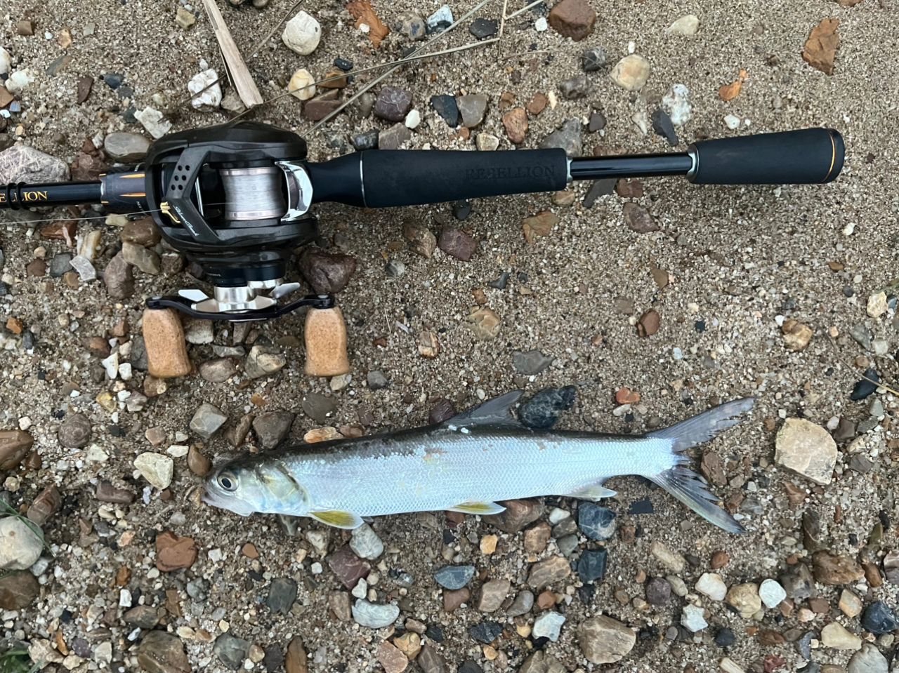 DAIWA 20リベリオン（センターカット2ピース スピニングモデル