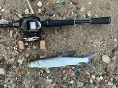 釣果