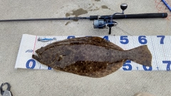 ヒラメの釣果
