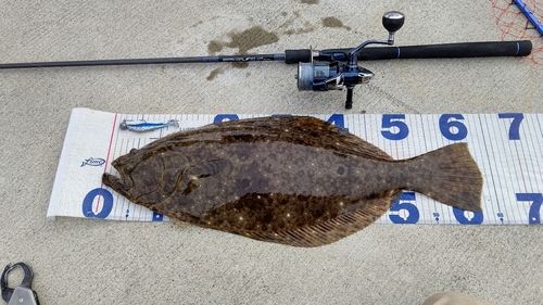 ヒラメの釣果