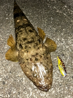 マゴチの釣果