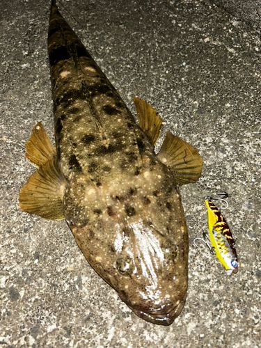 マゴチの釣果