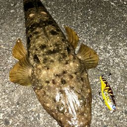 マゴチ