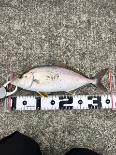ショゴの釣果