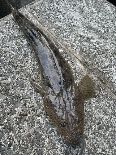 マゴチの釣果
