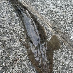 マゴチ