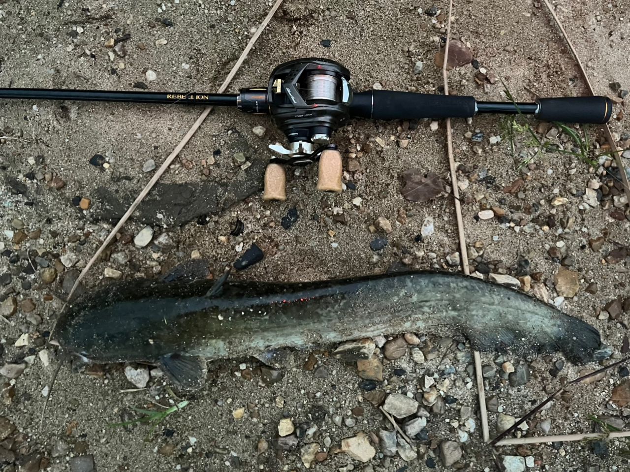 リベリオン　REBELLION 662MLRB ダイワ リベリオン 662MLRB 実釣インプレ - 俺のバス釣りタックル