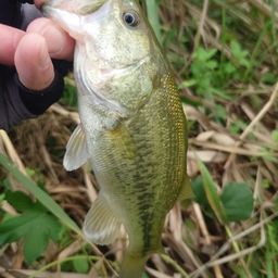 ラージマウスバス