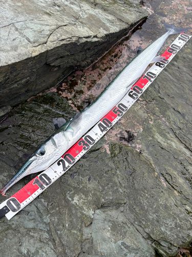 オキザヨリの釣果