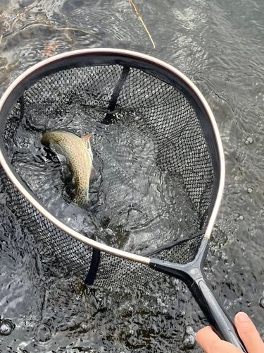 ニジマスの釣果