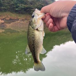ブラックバス